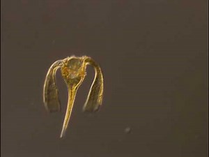 Ceratium platycorne, a dinoflagellate of the marine plankton, shows off its flagellum