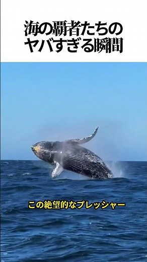 【閲覧注意】水族館では絶対に見られない！海の覇者たちのヤバすぎる瞬間 🐋#シャチ #クジラ #巨大生物 #深海恐怖症 #衝撃映像 #海の生き物 #大自然