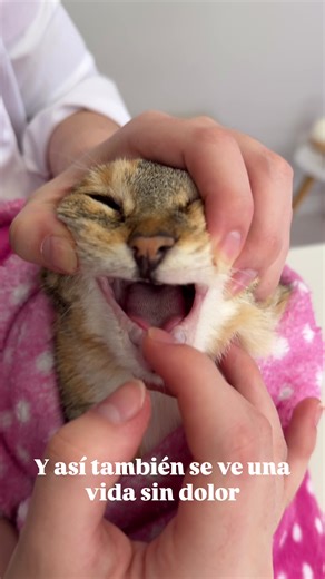 Cuidado Dental para Gatitos: Previniendo el Dolor