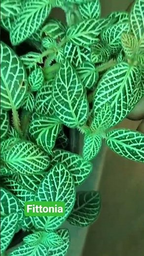 🌿 Fittonia Plant Care Guide | Nerve Plant Care Tips 🌿