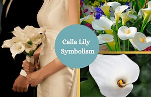 Calla Lily – Symbolism and Meaning - Symbol Sage