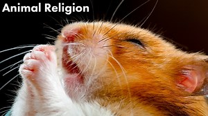 Are animals religious? - Why religion might be an instinct, not a belief