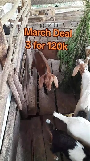 GrazingJamaica on TikTok