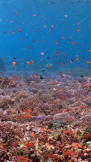🎥 💭: @matthewunderwater “The Alor archipelago in eastern Indonesia boasts one of the healthiest and most spectacular coral reef ecosystems on Planet Earth. From shallow reefs and coral-covered walls to deep drop-offs, Alor is visited by an incredible range of pelagic species including thresher sharks, scalloped hammerheads, whale sharks, and even blue whales. But even this thriving paradise is not immune to the challenges the ocean faces. In addition to rising sea temperatures and eutrophicati