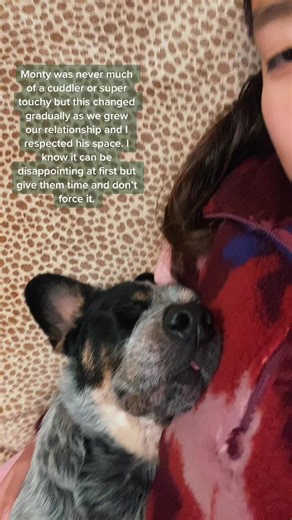 Understanding a Blue Heeler: Why Dogs Stick Their Tongue Out