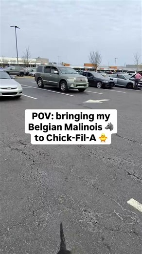 This Belgian Malinois loves Chick-fil-A