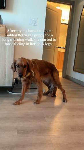 Golden Retriever Puppy Ingests Marijuana in Austin, TX
