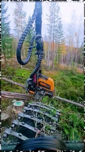 Part 003 Feller Buncher operator skills #woodworking