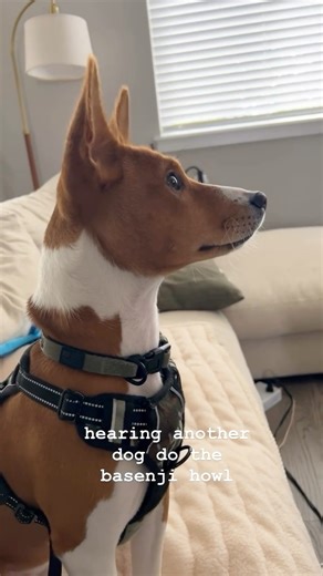 that’s what i sound like!! 👀😱 • • • • • • • • • • #basenji #basenjisofinstagram #basenjidog #dog #puppy #newpuppy #basenjis #dogsofinstagram #basenjihowl #puppiesofinstagram #puppytraining #crate #cratetraining #training #doglearnstosit #dogtraining #seperationanxiety #dogsnoring | koa
