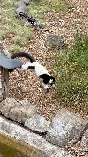 Black-and-white ruffed lemur! #shorts #lemur #blackandwhiteruffedlemur #ruffedlemur #zoo #ytshorts