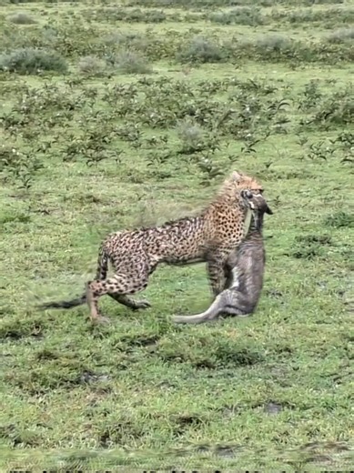Cheetah Cub’s Hunting Lesson Turns Risky as Mother Fends Off Hyena 🐆 #CheetahFamily #HyenaEncounter #WildlifeMoments #PredatorLife #AfricanSafari