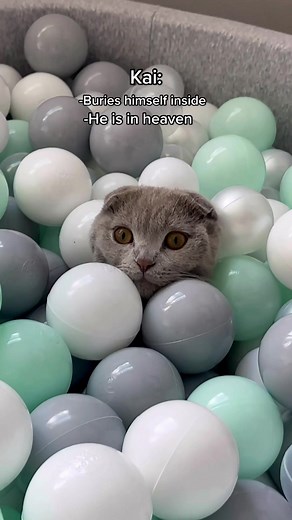 Cat Reactions to Ball Pit: Hilarious & Ranked!