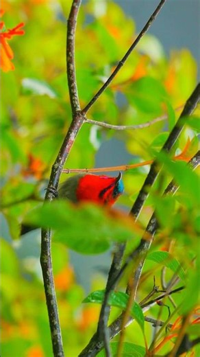 Natures Beauty ❤️ #nature #animals #edit #aesthetic #beautiful