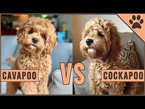 Cockapoo vs Cavapoo - ¿Qué raza de perro es mejor? | Perros Mundo