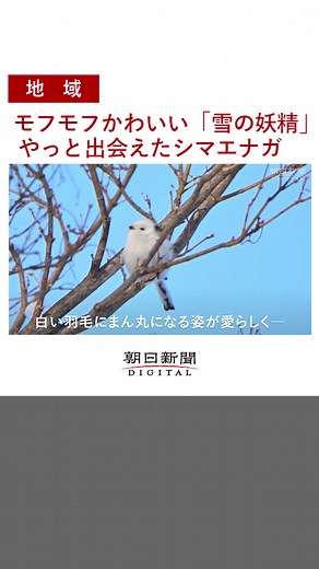 「#雪の妖精 」と呼ばれる「#シマエナガ 」。 #北海道 に生息する国内最小級の#鳥 で、その愛らしい姿は、#写真愛好家 の#憧れの的 。 動きが素早く撮影は難しいそうですが、#鳴き声 が聞こえたら出会える#チャンス かもしれません。#野鳥 #もふもふ #tiktokでニュース