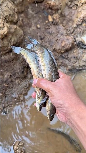 Jackpot! Found a small puddle full of nothing but predator fish 😱 #fishing #fish