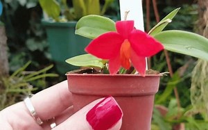 Mini Orquídeas: Sus Tipos y Cuidados (Con Fotos)