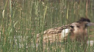 Boom boom! Yorkshire's Bitterns are thriving🎉 Yorkshire’s wetlands are having a Bittern bonanza, with record-breaking booming calls across RSPB reserves… 💚 🪶 A record nine booming Bitterns were heard in the Aire Valley at RSPB Fairburn Ings and St Aidan's plus five were heard in the Dearne Valley at RSPB Old Moor and four at RSPB Blacktoft Sands. From the brink of extinction to booming back, these rare birds are loving our lush reedbeds, cared for by the RSPB’s conservation teams. 👏 Huge tha