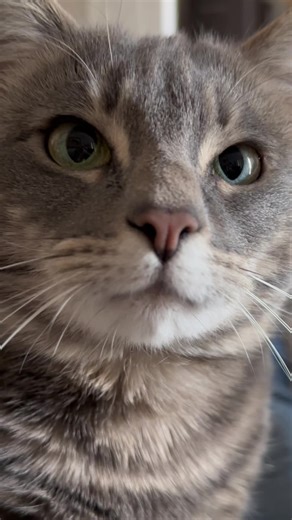 Funny conversation about Gary's vet visit