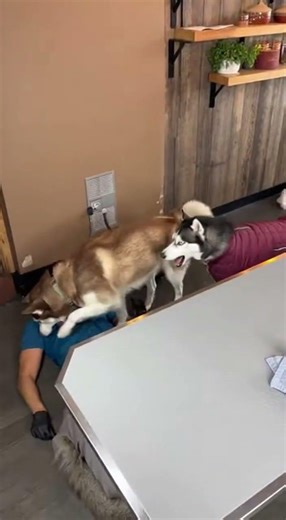 Doctor vs. Dramatic Husky purple jacket! Who won? 🩺 🤯🩺😂 VET CLINIC MELTDOWN#reelschallenge #husky