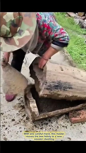Relocation of bees to a wooden hive