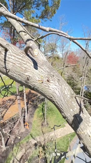 The tree, the song, the gear - a whole vibe. 🌳 🎥 : @j.king.1 #ElevatingArborists #NotchEquipment | Notch Equipment