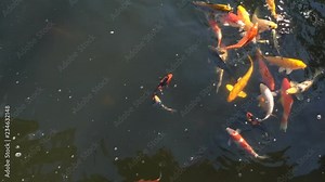 Koi fish, koi, animal, background, white, golden, carp, colorful, red,4k Stock Video