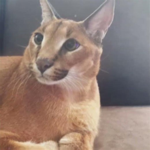 Hecker the Floppa edit