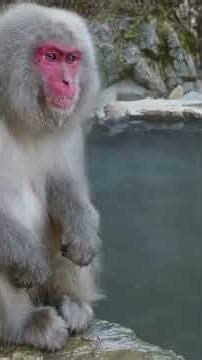 Top 10 Funniest Animals That Will Make You LOL! | Part 1