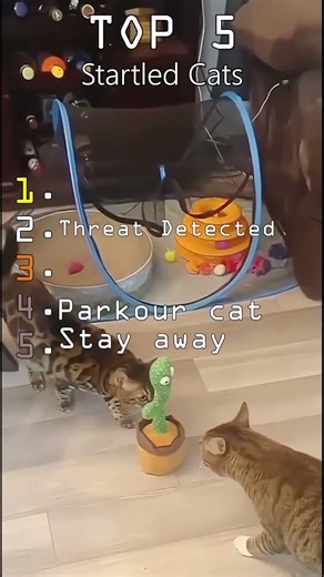 Top 5 startled Cats #cat #funny #duet #cute #pets