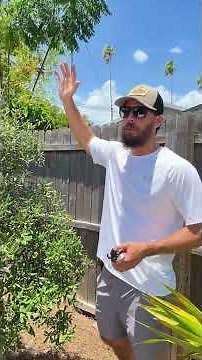Pruning A Sand Live Oak