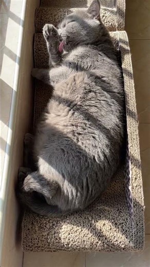 ☀️🐈 What a dream life! 直擊奶茶的「太陽能續航」模式 🔋 #YouTubeCats #CuteMoments #CatInTheSun #Shorts