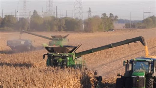 #TodayAtTomFarms American corn matters. From the field to the processor to the export terminals, every bushel tells the story of hard work, long hours, and a team that doesn’t quit. We’re proud to grow it and proud to keep America’s corn moving. Full speed ahead on commercial corn harvest. 🌽 This crop feeds livestock, fuels engines, and helps feed the world, and it all starts right here in the heart of the U.S.A. 🇺🇸 American corn matters. From the field to the processor to the export terminal