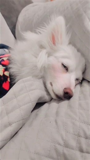 #pomeranian #dogshorts #petshub #shortsfeed #animals #cute #music #doglove #trending