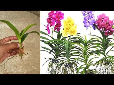 Growing orchids from cuttings