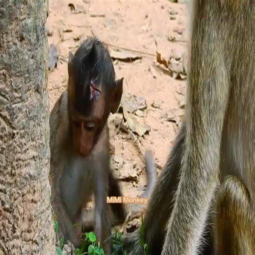 5.3K views · 51 reactions | Pity Lory Very Wretch Very Poor Head injury Red ant bite And More Vomit Why Like ThisSPBB Monkey | MiMi Monkey | Facebook