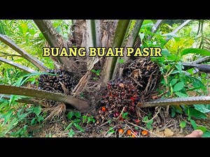 Buang Buah Pasir Pada Tanaman Sawit Supaya...