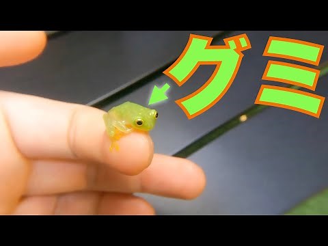 【グミガエル】このカエルが可愛いのだが！？ グラスフロッグ アマガエルモドキ Glass Flog