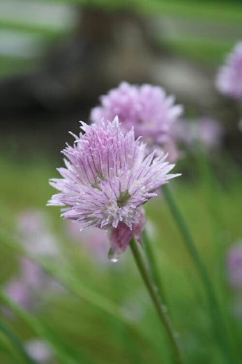 How to Prune Chives - Removing the Blossoms