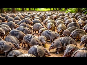 Hidden Amazon: The Forgotten Inhabitants of the Green Paradise - UNRELEASED DOCUMENTARY