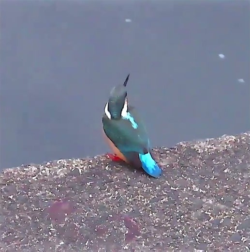 カワセミ調布地区男子お父さんショート 2026年7月31日 #カワセミ #幼鳥 #野鳥 #birds #wildlife #nature #自然観察ぶらり散歩