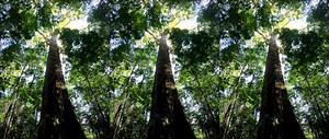 The Amazon’s Tallest Tree Just Got 50% Taller – and Scientists Don’t Know How