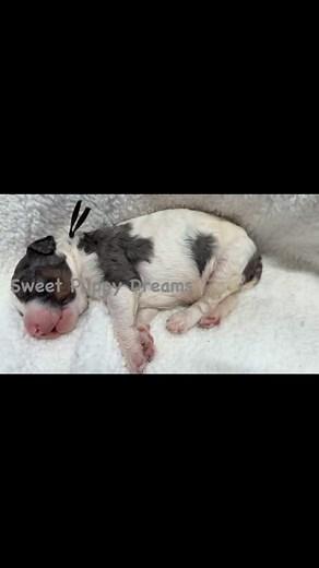 Adorable Blue Merle Phantom Parti Poodle #merlepoodle | Reedy Creek Standard Poodles | Facebook