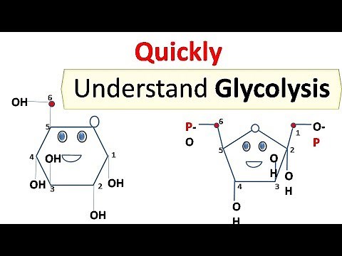 glycolysis