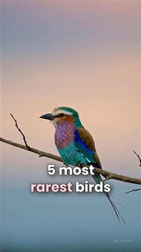 Top 5 Rarest Birds in the World (2025) #shorts #birds #animals