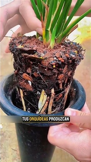 Tips for Orchids #plants
