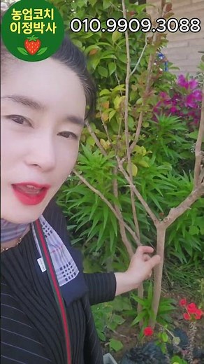배롱나무 심었더니 이렇게 자랐습니다 (한 달 변화)