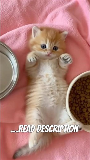 You’ve Never Seen Love Like This 🥹🥰 #catvideos #viralcatvideos #cat