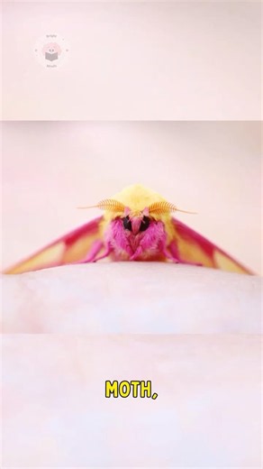 This Moth Looks Like a Pink Cotton Candy! 🩷🦋
