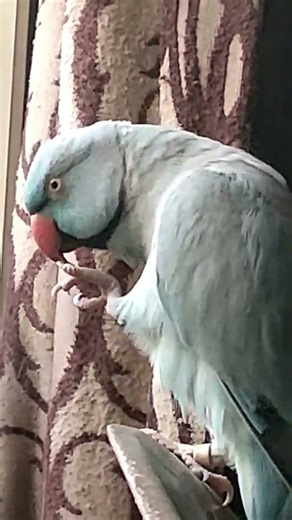Laugh With Kiwi The Parrot